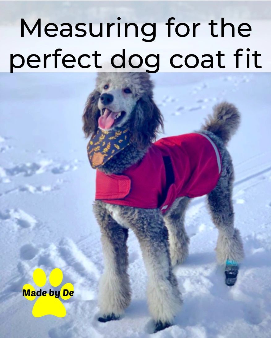 the-best-way-to-measure-your-dog-for-a-coat
